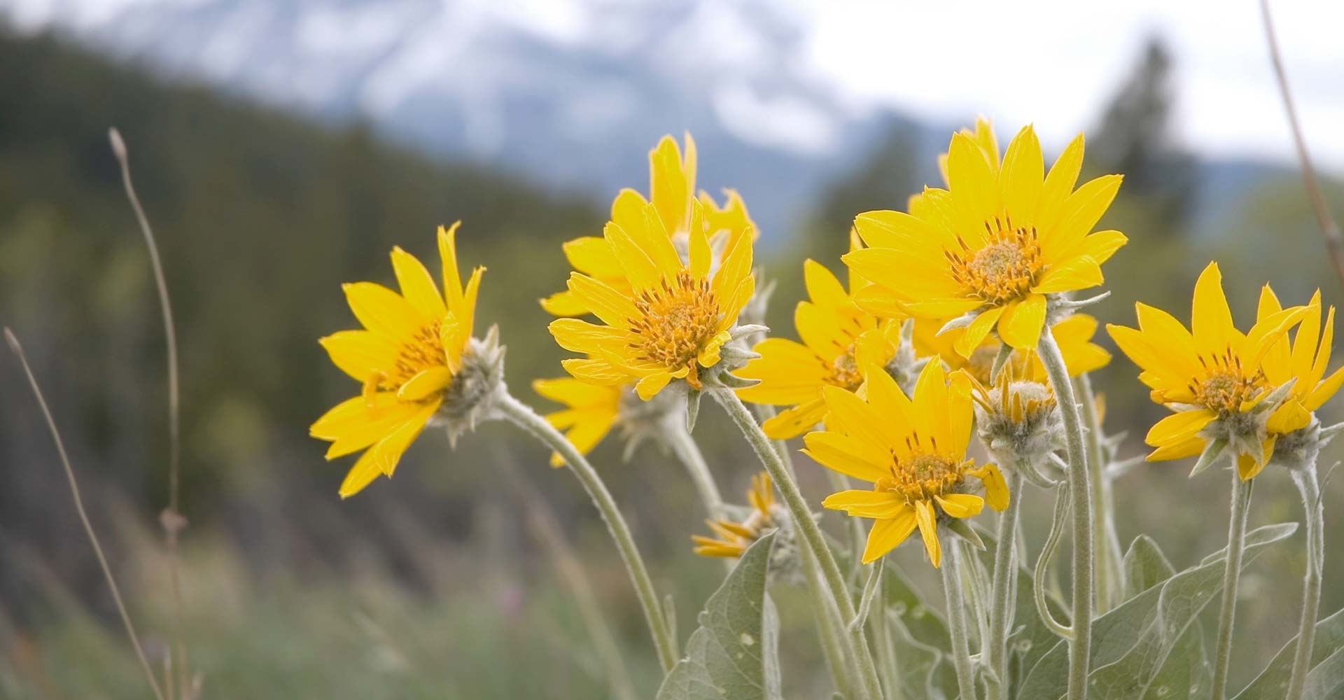 Plantas Medicinales Autóctonas: Arnica